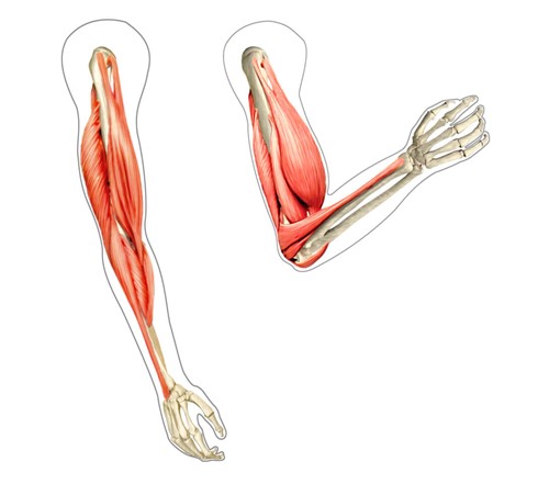diagram otot lengan pada tubuh manusia
